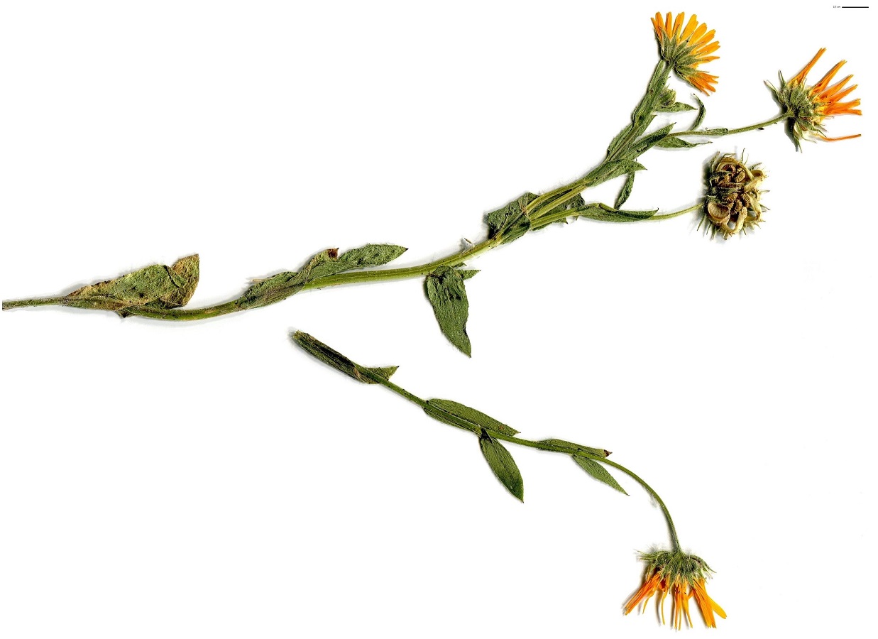 Calendula arvensis (Asteraceae)